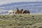 A Group of Four Mustangs Standing