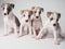 Group of four puppies of whippet purebred dog white and tabby  color