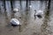 Group of four swans on Odra river, largest waterfowl birds with white feathers