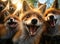 A group of foxes looking at the camera