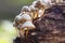 A group of Fraaisteelmycena Mycena inclinata on a piece of wood in the park De Horsten in Wassenaar
