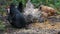 Group of Free Range Chickens Enjoying the Afternoon and Eating Grain. Chickens on traditional free range poultry farm. Rural Area