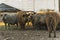 A group of free ranged Mangalica pigs on a farm