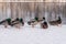 Group of freezing mallard ducks in winter time