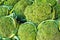 Group of fresh broccoli close up.