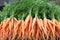 Group of fresh Carrots image.