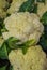 Group of fresh cauliflowers with green leaves.