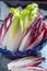 Group of fresh green Belgian endive or chicory and red Radicchio vegetables, also known as witlof salade