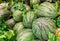 Group of Fresh Green Watermelons in The Farm for Sale in The Market used as Template