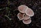 Group of fresh growing mushroom plant fruits on the ground. Healthy natural eating