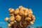 Group of fresh honey mushrooms against the sky in autumn in the forest