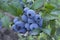 Group fresh mellow blueberries on the green Bush.