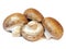 Group of fresh mushrooms isolated on a white background