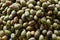 Group of fresh olive (Elaeocarpus)