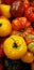 A group of fresh raw multicolored shiney heirloom tomatoes background