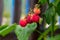 Group of a fresh red raspberries on branch with green leaves, harvest of rasberries