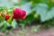 Group of a fresh red raspberries on branch with green leaves, harvest of rasberries