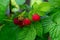 Group of a fresh red raspberries on branch with green leaves, harvest of rasberries in countryside garden