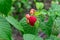 Group of a fresh red raspberries on branch with green leaves, harvest of rasberries in garden