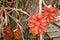 group of fresh red salak fruit with thorns on big tree prepare for harvest. white small paper stick for gardener record date