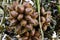 group of fresh red salak fruit with thorns on tree prepare for harvest. white paper stick for gardener record date