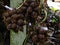 group of fresh red salak fruit tree prepare for harvest. white paper stick for gardener record date