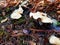 Group of fresh tender Wood Hedgehog mushrooms on the wet ground