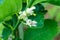 Group fresh white petals lemon flower fall before change to lime on green leaf in garden. lemonage use for ingredient food. thaila