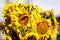 Group of fresh yellow sunflowers in direct sunlight in an autumn day, side view