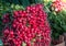 Group of or Freshly harvested, red radish. Stack of Vibrant red radish on market or bazar with green leaves in