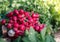 Group of or Freshly harvested, red radish. Stack of Vibrant red radish on market or bazar with green leaves in