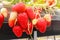 Group Freshness of many red strawberry in Strawberry Farm ,Chiba, japan