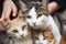 group of friendly cats surrounding person with their sweet and gentle eyes