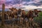 A Group of Friendly Cows at the Fence