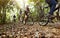 Group of friends ride mountain bike in the forest together