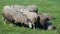 Group of frightened gray sheep suddenly turn their heads at once, pay attention, and stop chewing the green grass. The