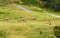 Group of Fringe-eared Oryx â€“ Oryx beisa