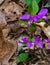 Group of Fringed Polygala, Polygala paucifolia