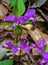 Group of Fringed Polygala, Polygala paucifolia