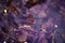 Group of frog tadpoles underwater in a murky vernal pool