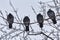 Group of frozen pigeons sit on a branch in a winter park