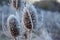 Group of frozen thistles