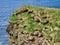 A group of fulmar nesting on coastal ledges near Collaster on the island of Unst, Shetland, UK