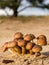 Group of fungi bathing in sunlight