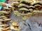 A group of fungi grow on a fallen tree