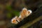 Group fungi mushroom on macro in forest