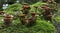 Group fungus in the forest