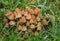 A group of Fungus growing through the grass in a field in the UK.