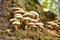 A group of fungus mushrooms on a tree log with moss