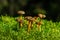 Group of funnel chanterelles in sunlight